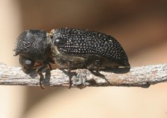 Bostrychopsis jesuita