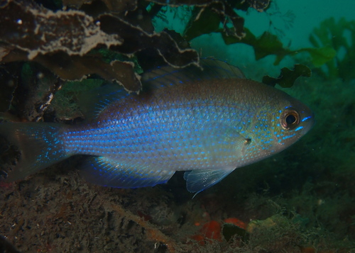 Green puller (Pristotis obtusirostris) — Pomacentridae — 3