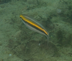 Pentapodus paradiseus