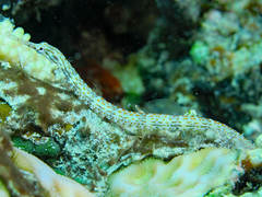 Corythoichthys schultzi