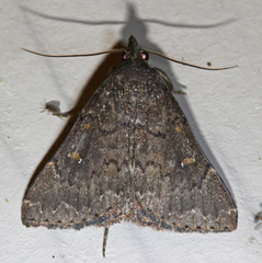 Hypenula cacuminalis