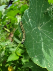 Pieris brassicae