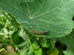 Pieris brassicae