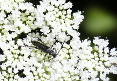 Stenopterus ater