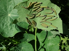 Pieris brassicae