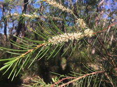 Hakea propinqua