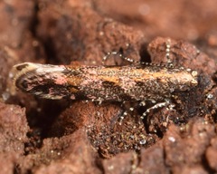 Aristotelia rubidella