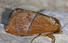 Apoda latomia