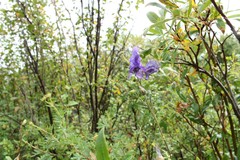 Aconitum baicalense