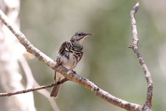 Ramsayornis fasciatus