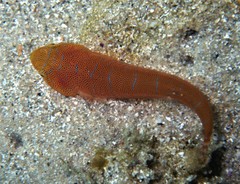 Cochleoceps orientalis
