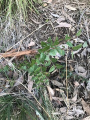 Platylobium infecundum