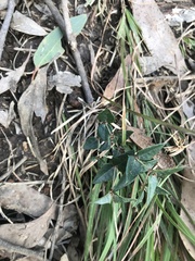 Platylobium infecundum