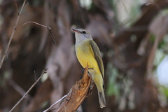 Microeca flavigaster