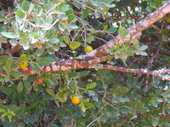Elaeodendron zeyheri