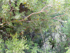 Elaeodendron zeyheri
