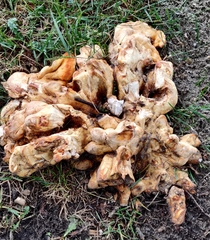 Laetiporus sulphureus