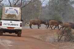 Syncerus caffer brachyceros