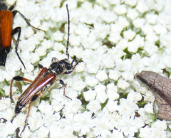 Stenopterus ater