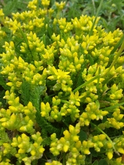 Sedum acre