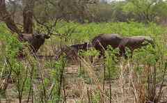 Syncerus caffer brachyceros