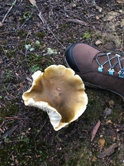 Tricholoma viridiolivaceum
