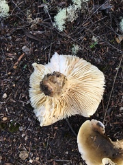 Tricholoma viridiolivaceum