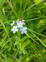 Myosotis