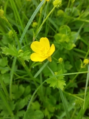 Ranunculus