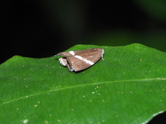 Alampla arcifraga