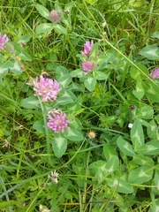 Trifolium pratense