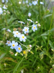 Myosotis
