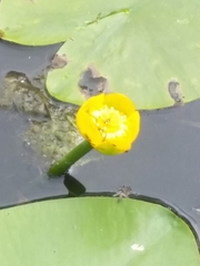Nuphar lutea