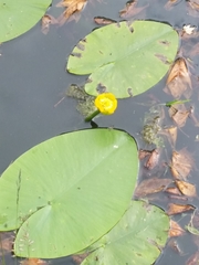 Nuphar lutea
