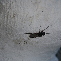 Bibio pomonae