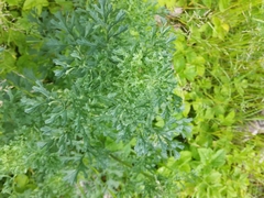 Artemisia