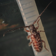 Eupogonius tomentosus