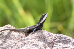Amphibolurinae
