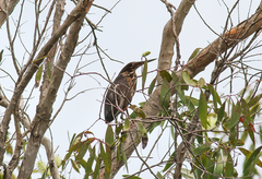 Ixobrychus flavicollis