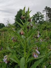 Symphytum officinale