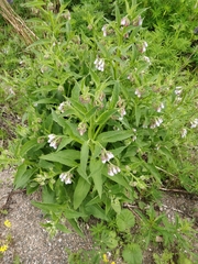 Symphytum officinale