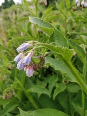 Symphytum officinale