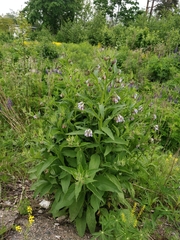 Symphytum officinale