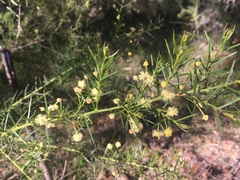 Acacia trinervata