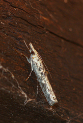 Crambus sparsellus