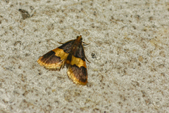 Bostra xanthorhodalis