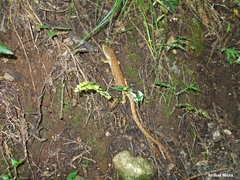 Abronia montecristoi