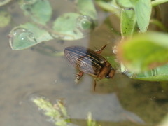 Hydaticus grammicus