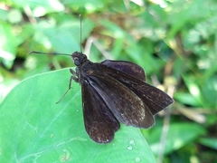 Ancistroides nigrita