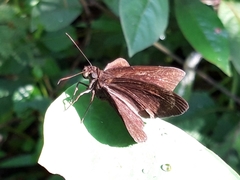 Ancistroides nigrita